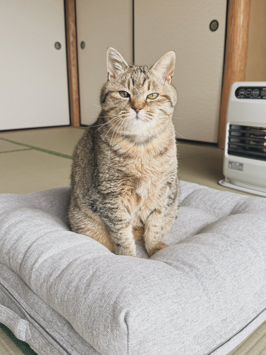 まるぴ と ねこズ (@marupi_0901) on Twitter photo 
