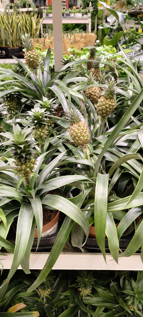 KastinenSisko's tweet image. Vähän,tai siis paljon, harmittaa kun en ostanut😕. Pitää kai mennä uudestaan Ikeaan.
#ananas🍍