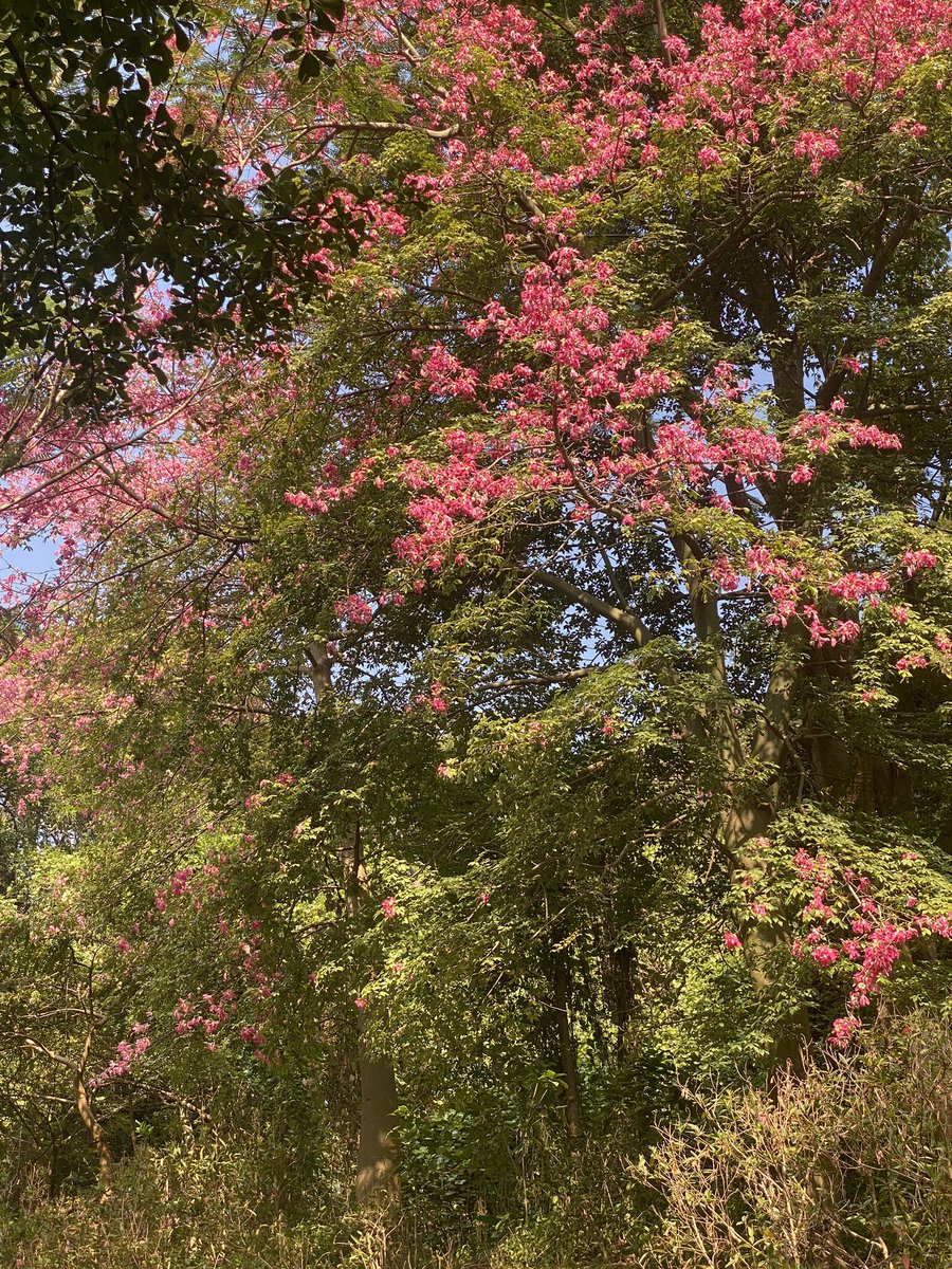 ScotabcFans's tweet photo. These vibrant blooming trees create such a stunning contrast with the lush green leaves and clear blue sky. Nature putting on its best show today – pure bliss! #nature #photographer https://t.co/lAt7pioBou