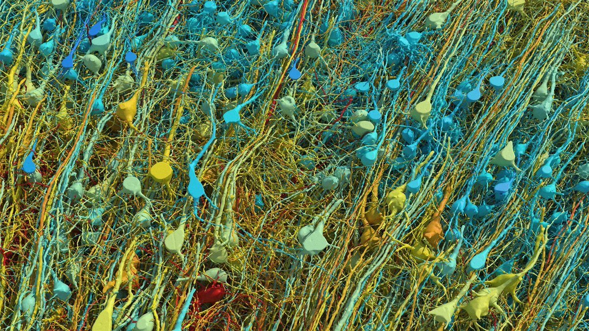 Las matemáticas de este proyecto deberían dejar a todos los laboratorios de IA del planeta en ridículo. 🤯🤯

1 milímetro cúbico. 
Una millonésima parte de un cerebro humano. 
Harvard y Google dedicaron 10 años a mapearlo. 
Solo la obtención de imágenes les llevó 326 días.