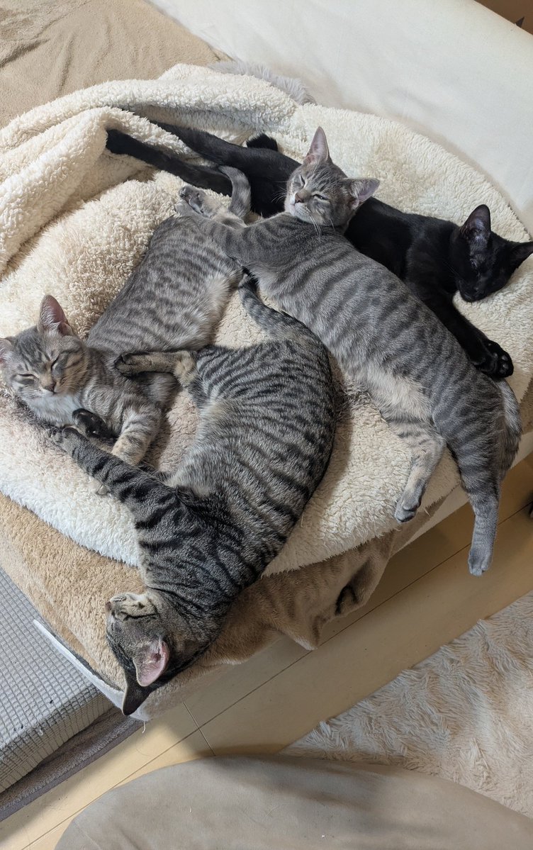 あかねこ (@RedAkanekoCat) / Posts / X