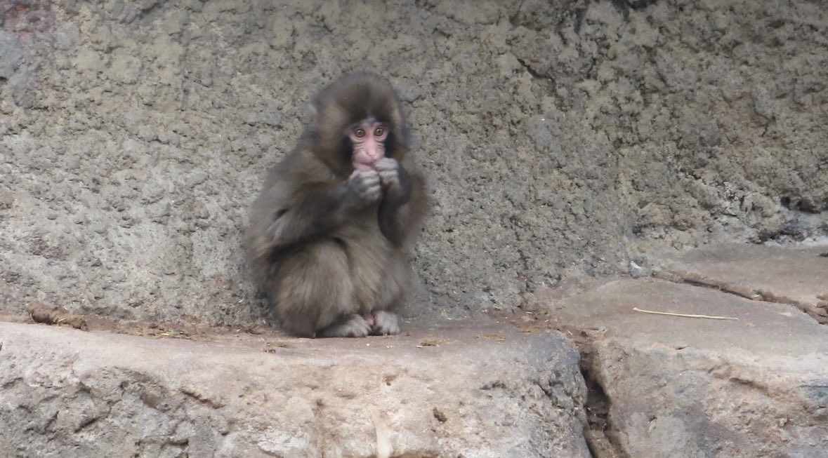 2026.02.26
パンチくん丸かった🐵