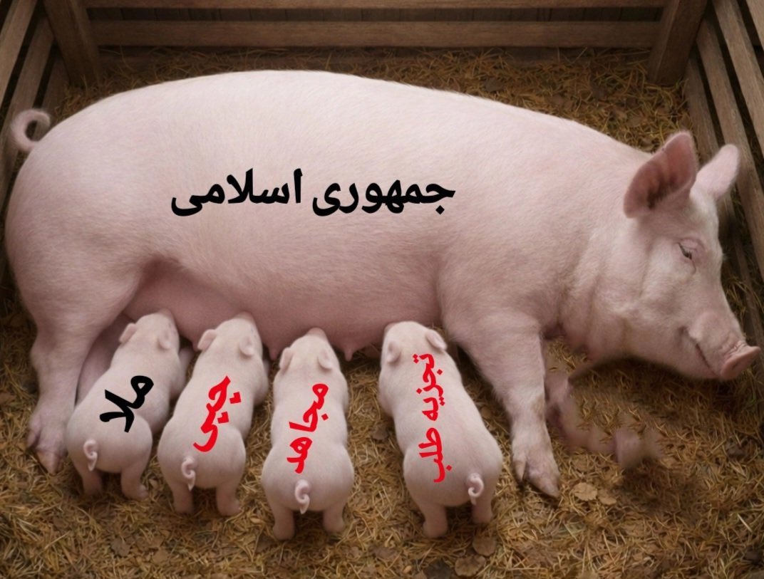 شیر زخمی tweet media