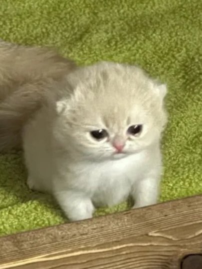 หล่อเท่ยังน้อ                                   กัว กัว