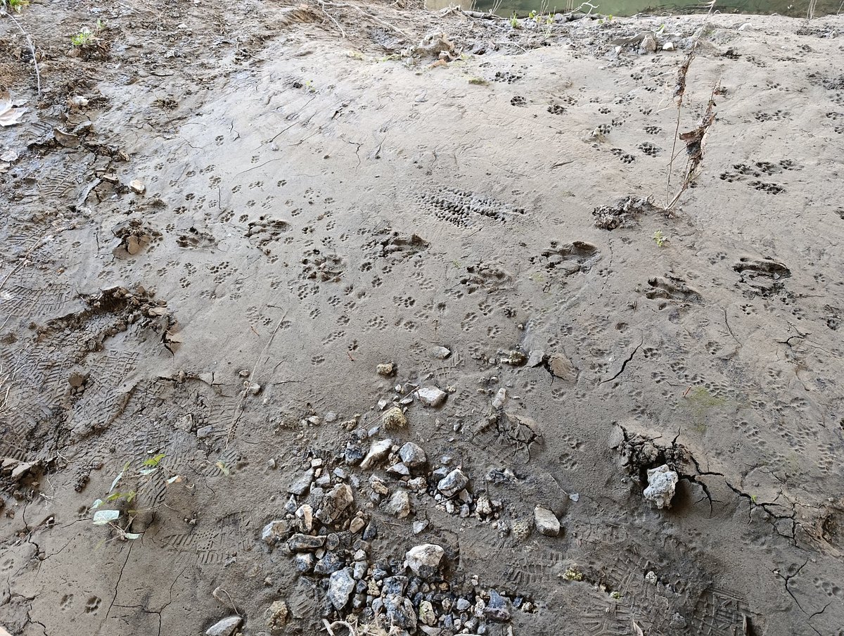 DGpajaraguer's tweet image. Menudo lienzo a las orillas del #Arga en #Pamplona #Iruña... Castor, nutria, gineta, gato, visón y garduña... Alguien da más????