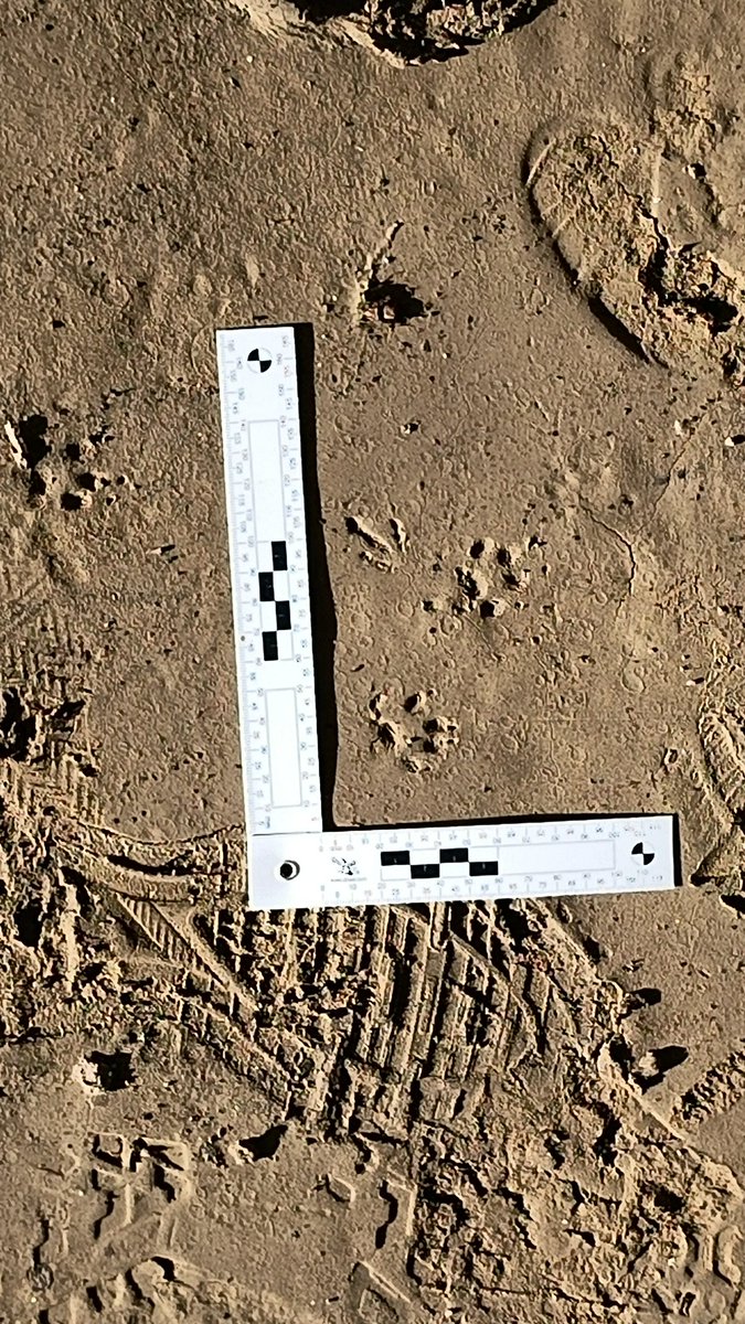 DGpajaraguer's tweet image. Menudo lienzo a las orillas del #Arga en #Pamplona #Iruña... Castor, nutria, gineta, gato, visón y garduña... Alguien da más????