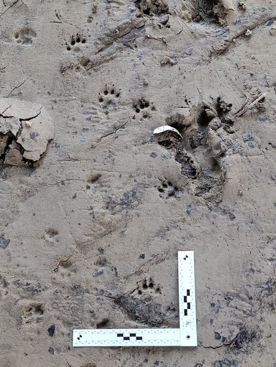 DGpajaraguer's tweet image. Menudo lienzo a las orillas del #Arga en #Pamplona #Iruña... Castor, nutria, gineta, gato, visón y garduña... Alguien da más????