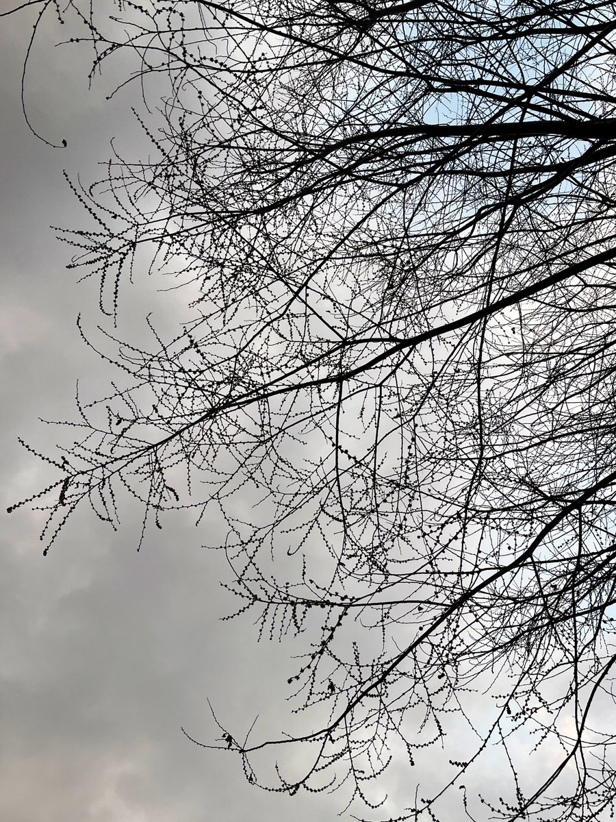 The elm’s crown softens into a hazy copper mist, blooming in secret long before the first leaf dares to unfurl