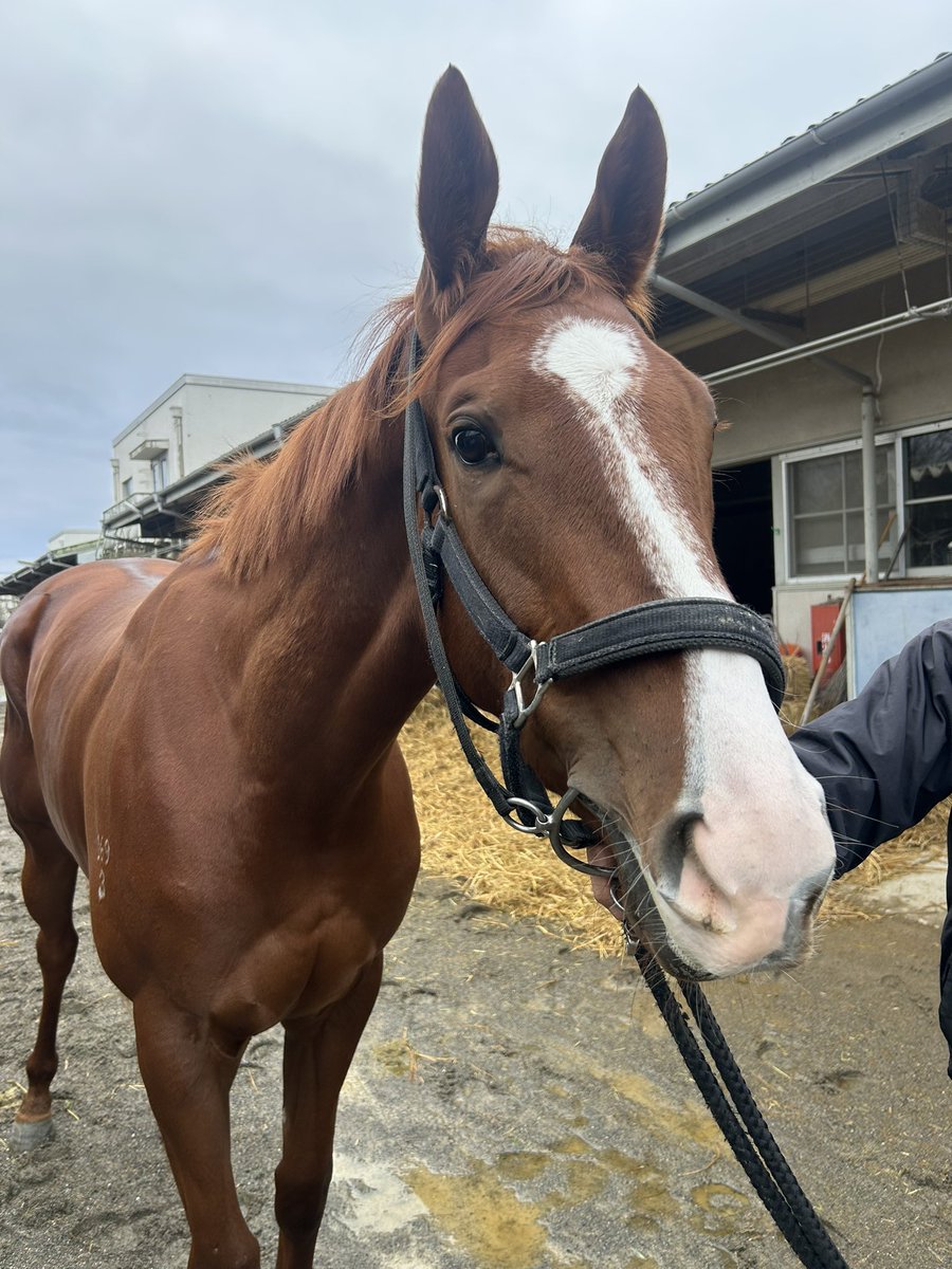 そして、牧厩舎のピコレーヴ🐴🌼 こちらもオーストラリア産まれの美人