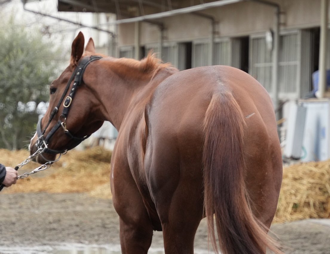 そして、牧厩舎のピコレーヴ🐴🌼 こちらもオーストラリア産まれの美人