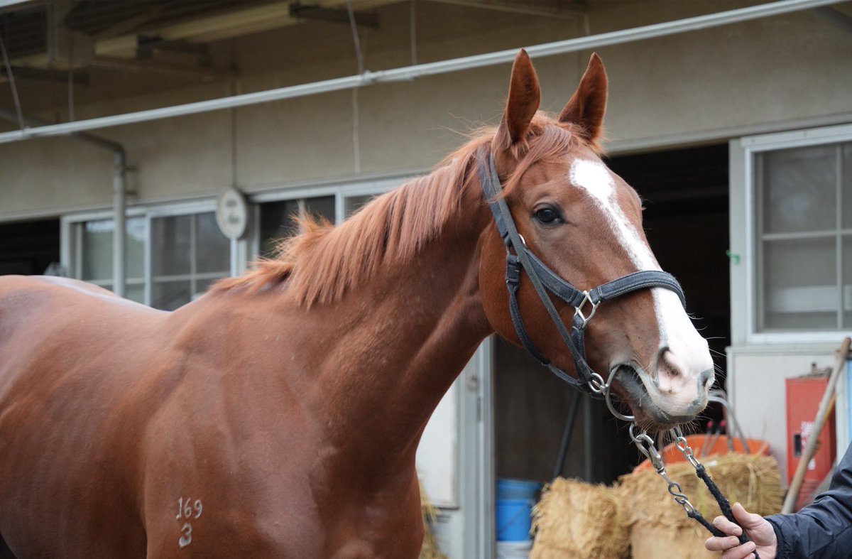 そして、牧厩舎のピコレーヴ🐴🌼 こちらもオーストラリア産まれの美人