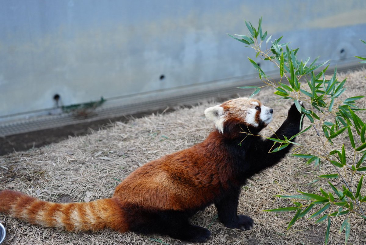 ririsu219_'s tweet image. いっぱいご飯食べてね🎋
2026.2.24
#ミルク #茶臼山動物園 #レッサーパンダ