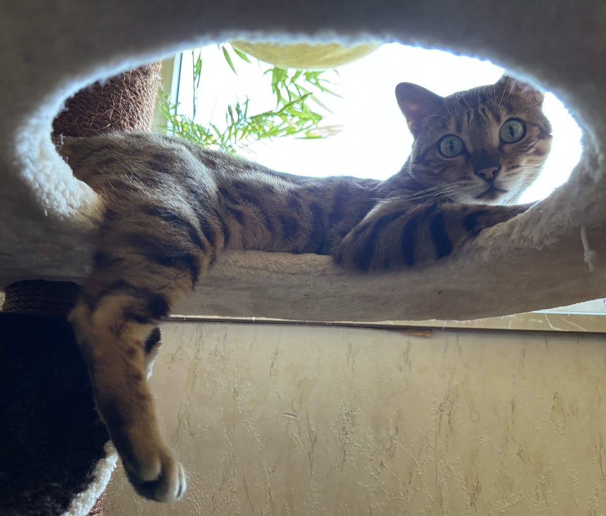 VHeartClips tweet media