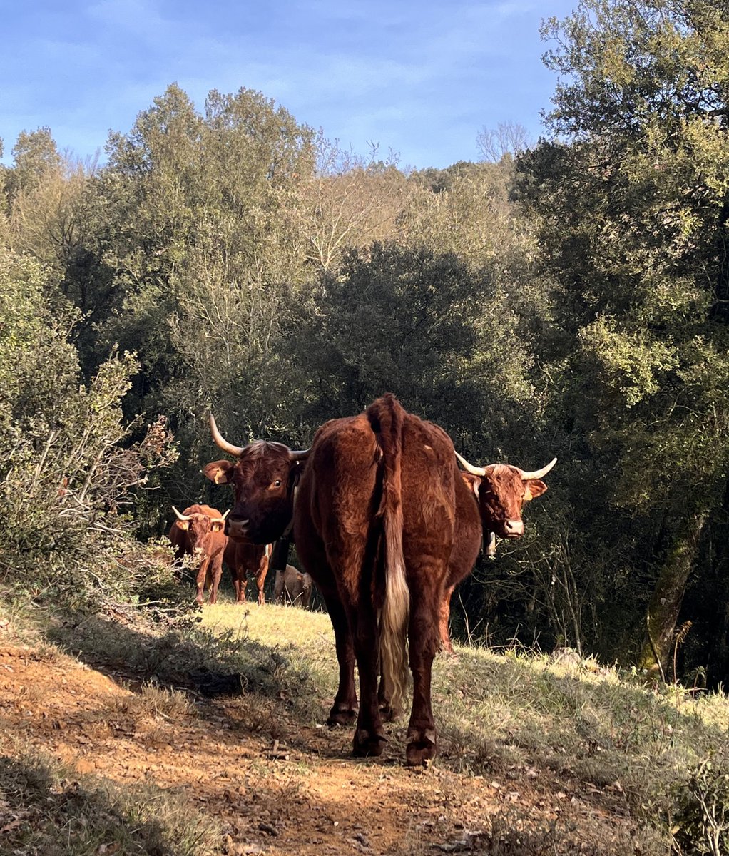 Imma Puigcorbé tweet media