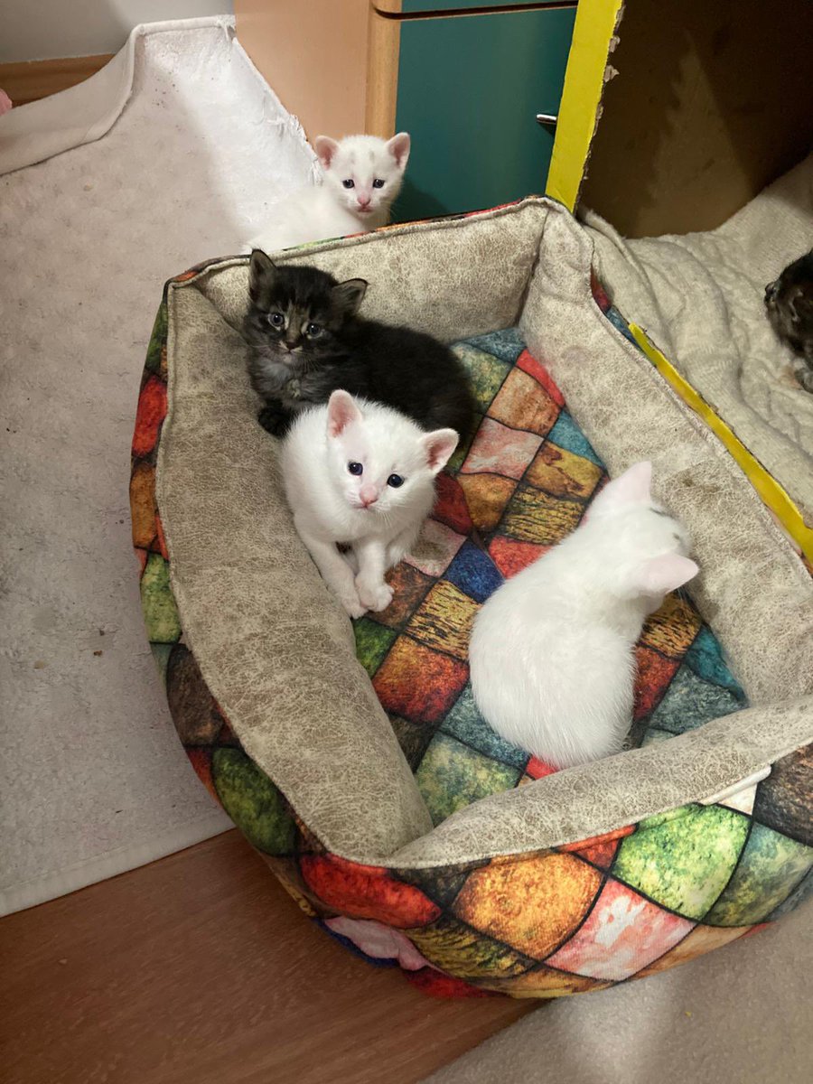 joeyjellybeanc's tweet photo. Sokağa bırakılan hamile kediye arkadaşım yuvasını açmış. Anne ve 6 yavru için yuva arıyoruz. 

ANKARA/ETİMESGUT

İletişim için mesaj atabilirsiniz. https://t.co/GqWHOjBxL7