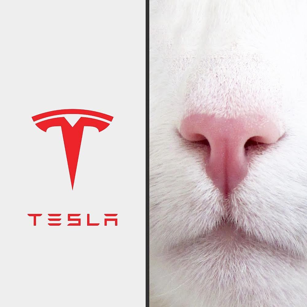 Tesla logo is just a cat's nose.