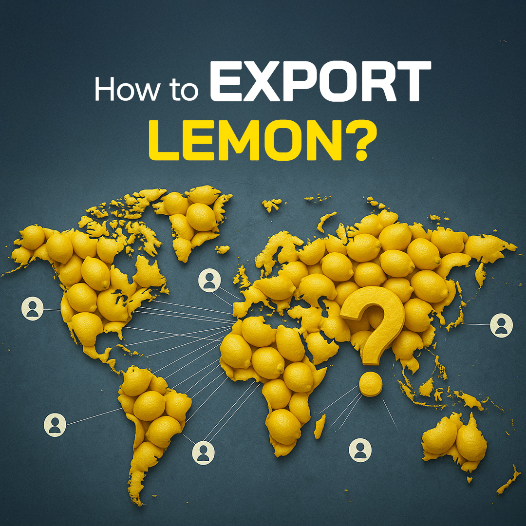 You can check out our blog post titled “How to Export Lemon?” by clicking the link: tradeatlas.com/en/blog/how-to…

#import #export #foreigntrade #lemon