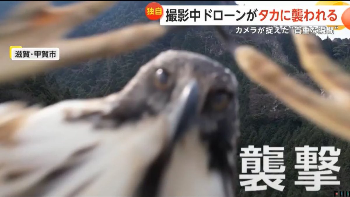 パクトリ tweet media