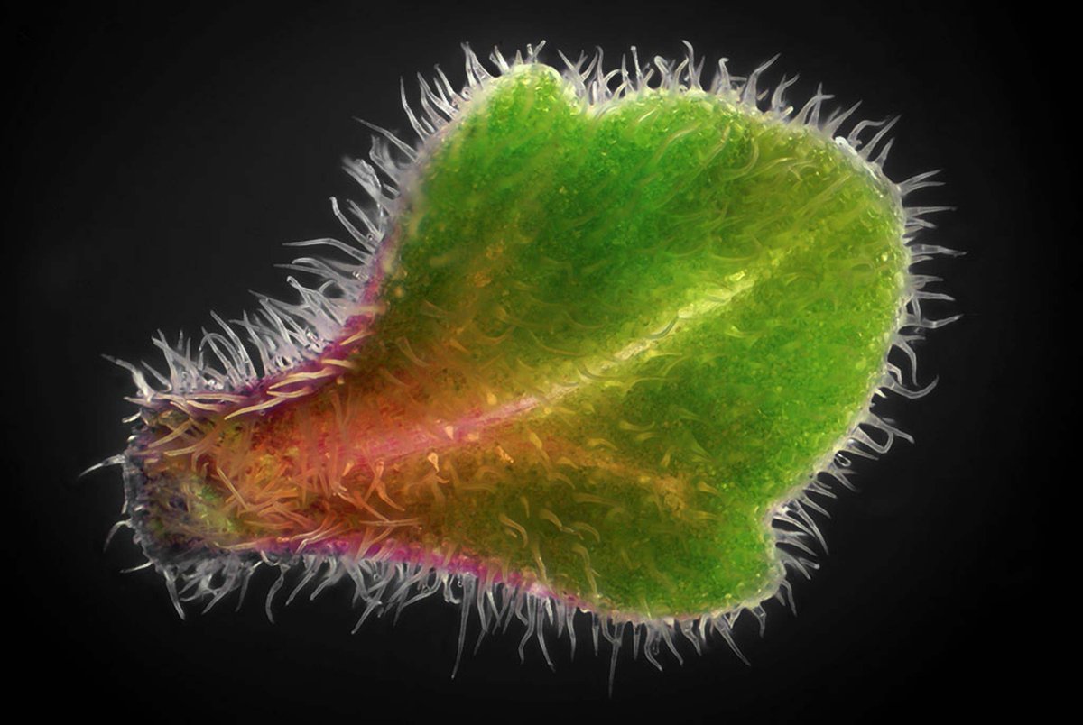 Nikon Small World tweet media