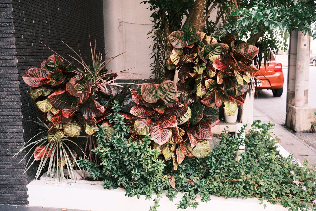 OKINAWA photography6863枚目 #tokyocameraclub