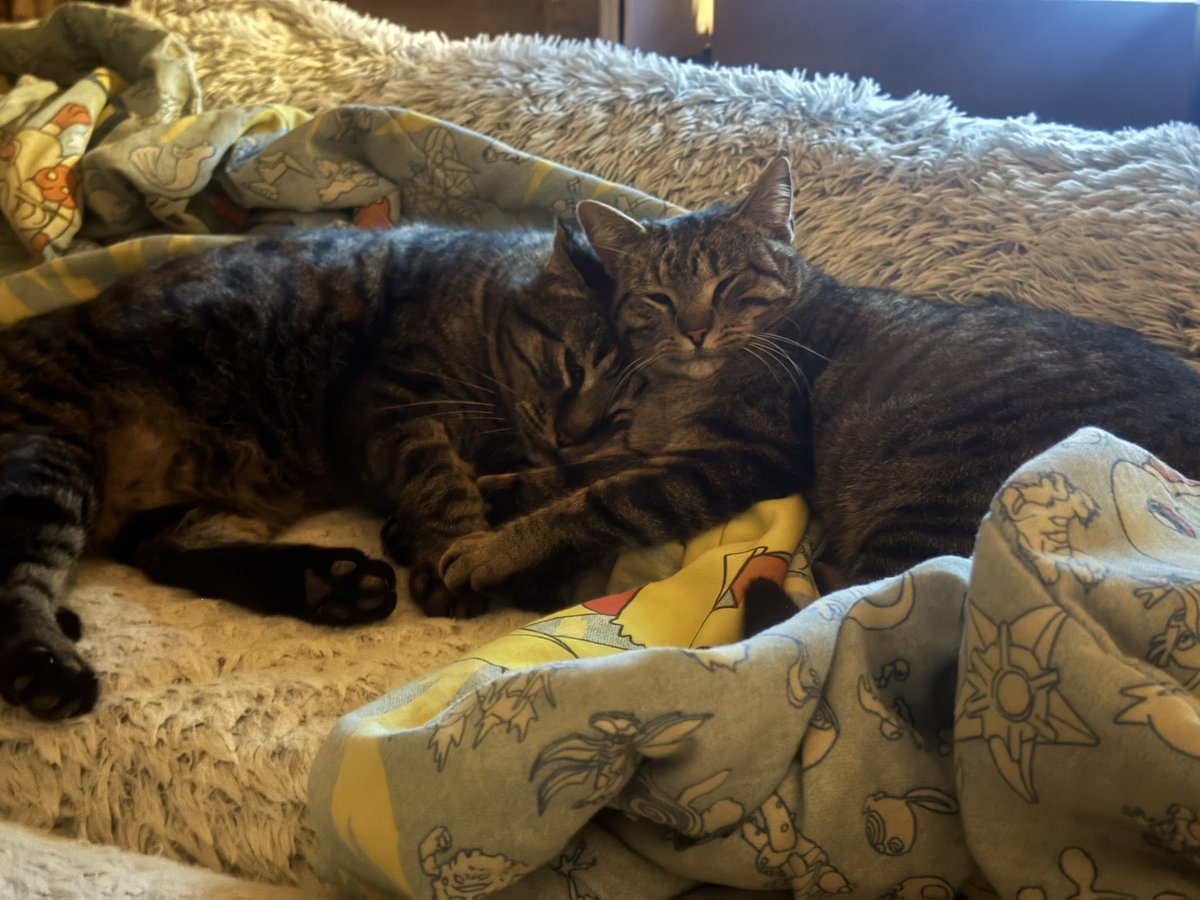 SealM0der's tweet photo. @UkeCreature Don’t worry, I just recently found out this is not TWO GAY cats but TWO HET cats. False promises, yet still cute. Perhaps, Het is not slop…?? https://t.co/9OBOSprzjl