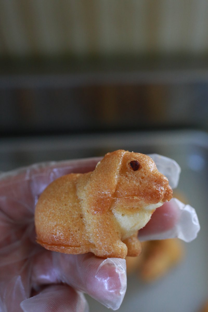 うさぎさん焼きドーナツちょこっと量産してみた。思ったより作れそう。今週末里親募集予定
Rabbit EXPO 2026 in 福岡( <a href="/RABBITEXPO2023/">Rabbit EXPO 2026in 福岡</a> )
開催日程
場所　福岡県太宰府市　太宰府館3階
日程　2026年2月28日(土）〜3月1日（日）