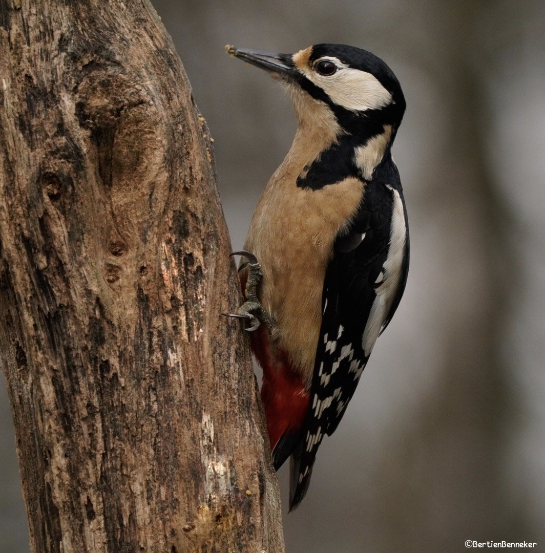 _Bertien_'s tweet image. Meneer en mevrouw #grotebontespecht #woodpecker