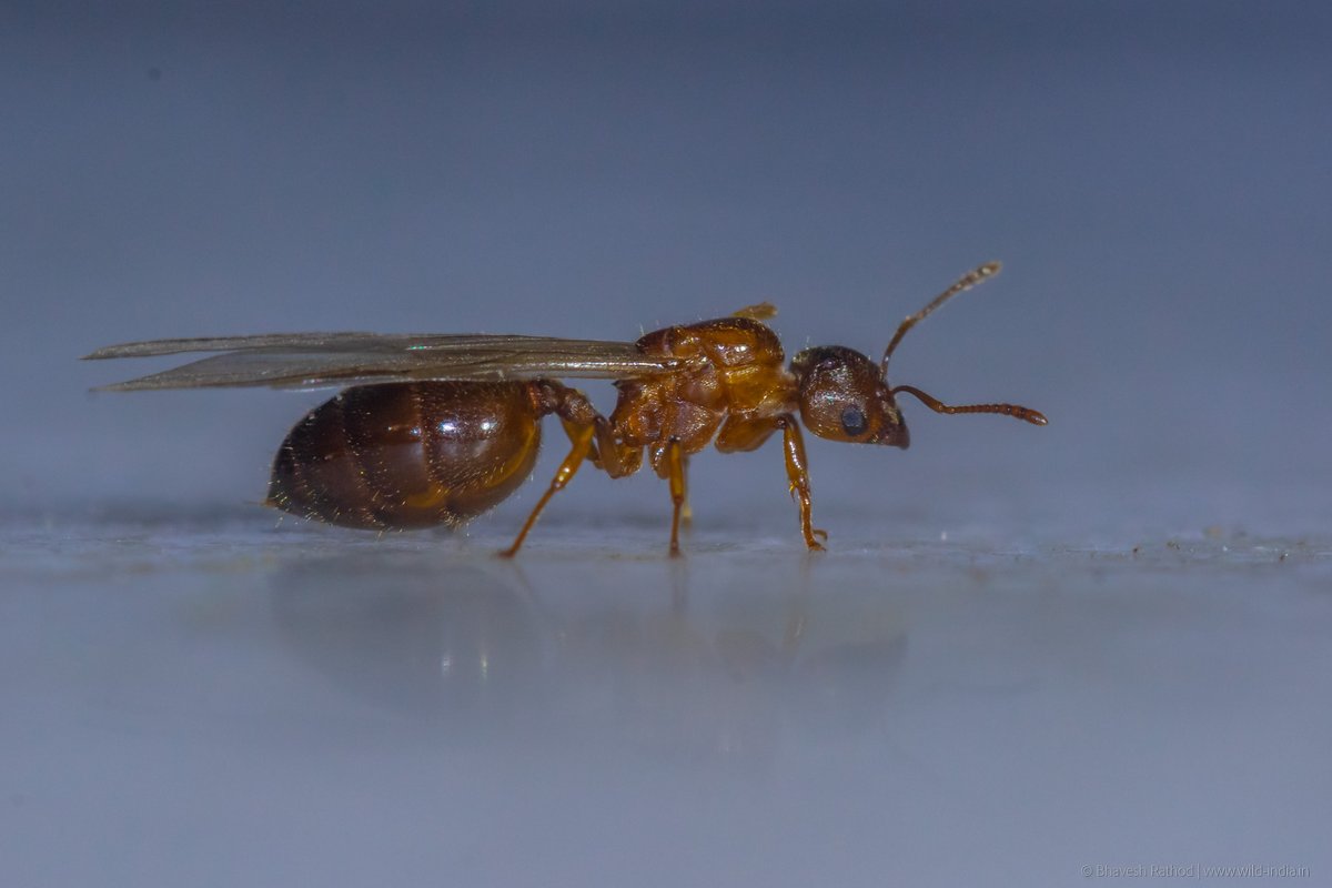 "I discovered that if one looks a little closer at this beautiful world, there are always red ants underneath."
- David Lynch
#insect #macro #photography #canon #100mm