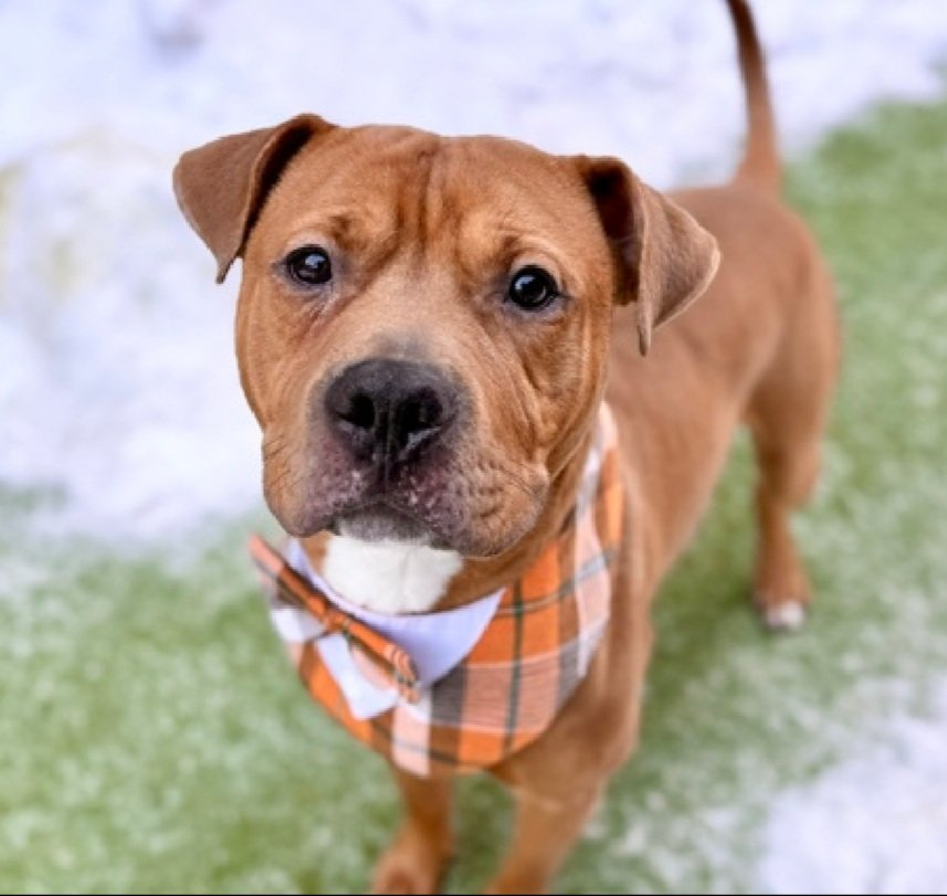 MSC1111's tweet photo. @CharBolen Friends, please help save Boogie Woogie #245844 💔 Only 3 years old.
He deserves a future, not a deadline.
Pledge if you can. Share. ReTweet.
@NewHopePartners — he needs you now.
#SaveBoogieWoogie #NewHopeRescue #UrgentNYCDog #ManhattanACC #AdoptDontShop #PledgeToSave #LetHimLive https://t.co/l8KiG1OIX0