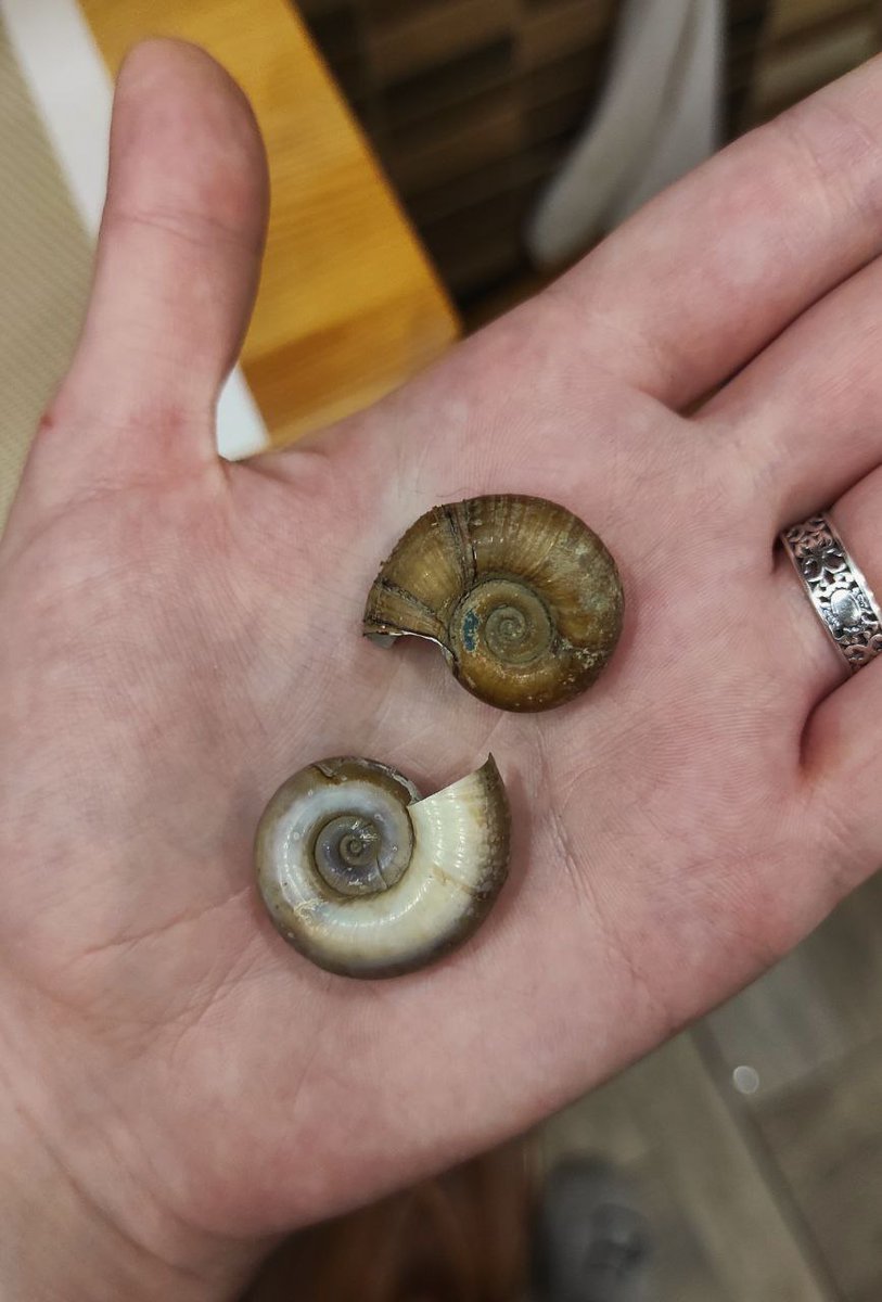 мої учні - близнюки із шостого класу, дізналися, що моя мрія - знайти справжній амоніт. і ось подарували мені альтернативу: панцирі прісноводних котушок з їхньої колекції 🥹❤️

що дарують іншим вчителям: малюнки, солодощі, поробки
що дарують мені: МОЛЮСКІВ