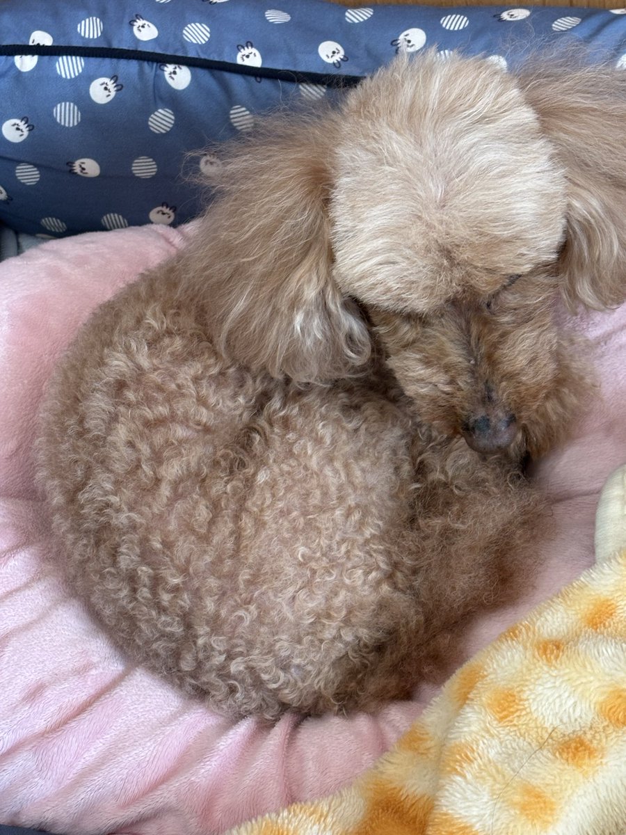 naoshtge's tweet photo. 我が家のトイプードルもっこです。ちび姫今日は風が強い一日でした。お空では如何ですか？
#我が家のトイプードル https://t.co/TU3PSYoLV9