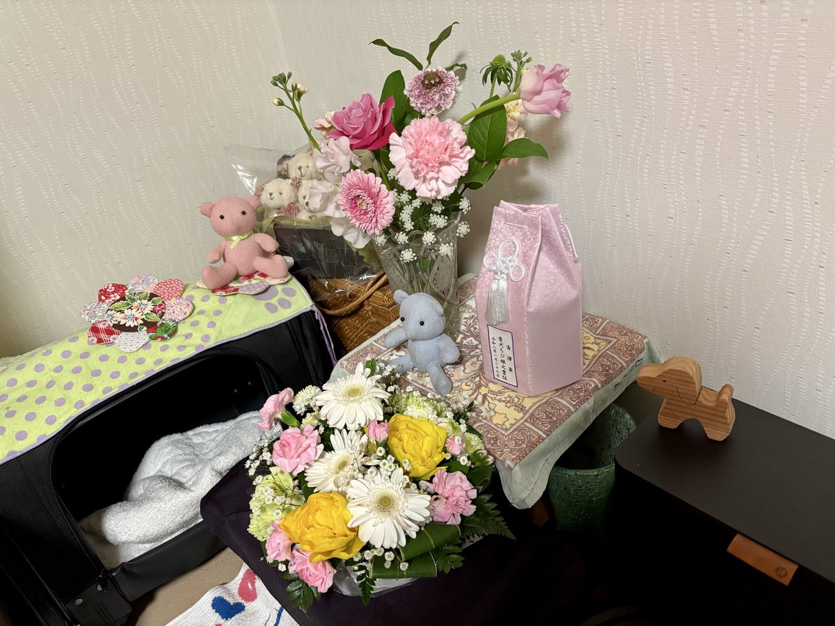 naoshtge's tweet photo. 我が家のトイプードルもっこです。ちび姫今日は風が強い一日でした。お空では如何ですか？
#我が家のトイプードル https://t.co/TU3PSYoLV9