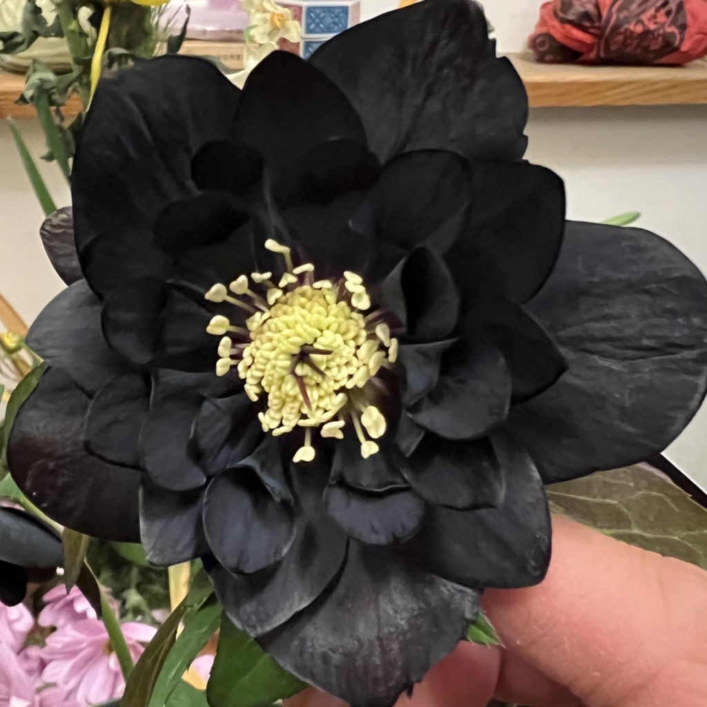 Takanashi (@Rubus_collector) / Posts / X