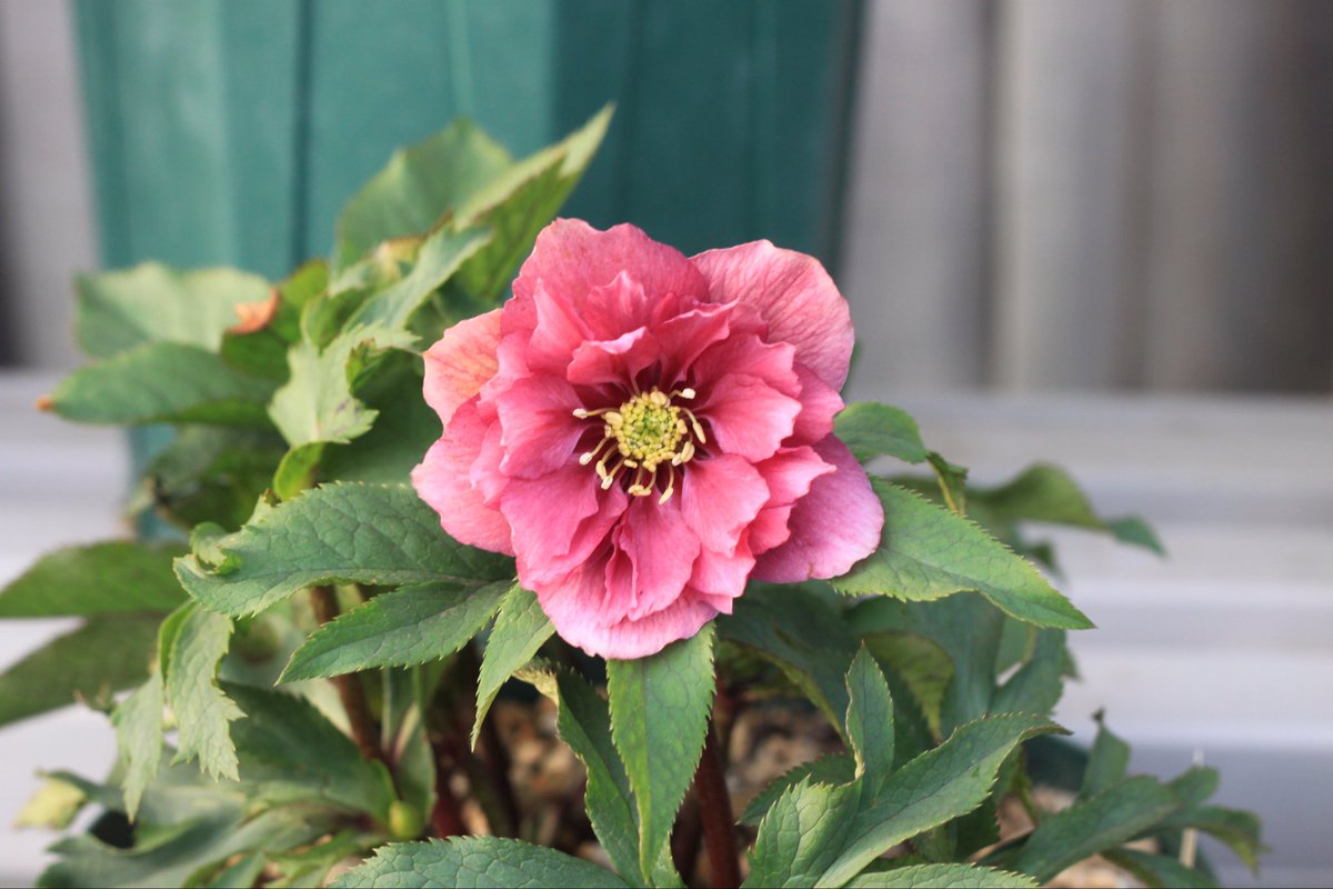 Takanashi (@Rubus_collector) / Posts / X