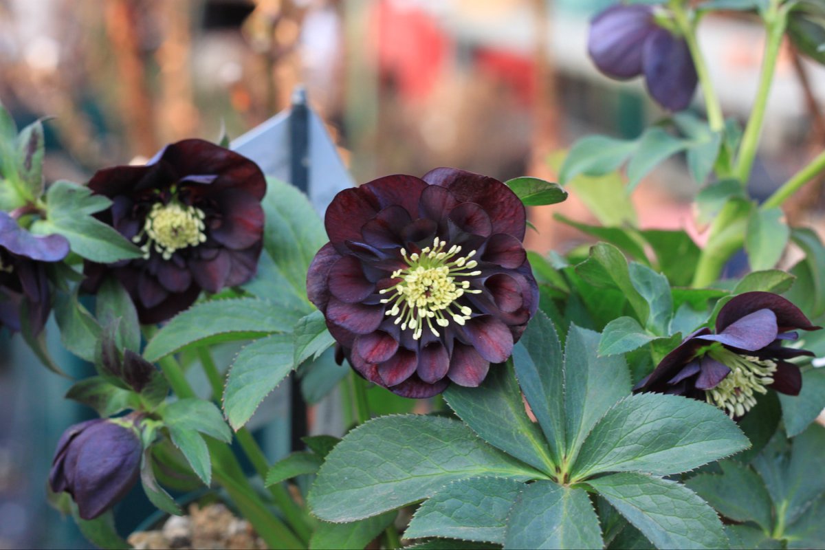 Takanashi (@Rubus_collector) / Posts / X