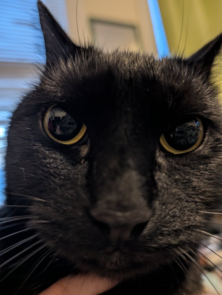 How he looks at me moments before attacking my face