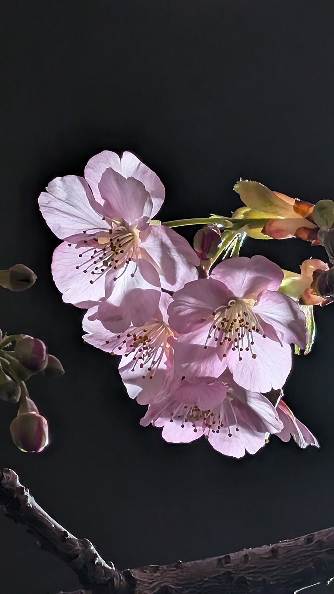 2026/02/26 今宵の桜🌸 三条大橋西詰の河津桜 昼間に見る桜も好き