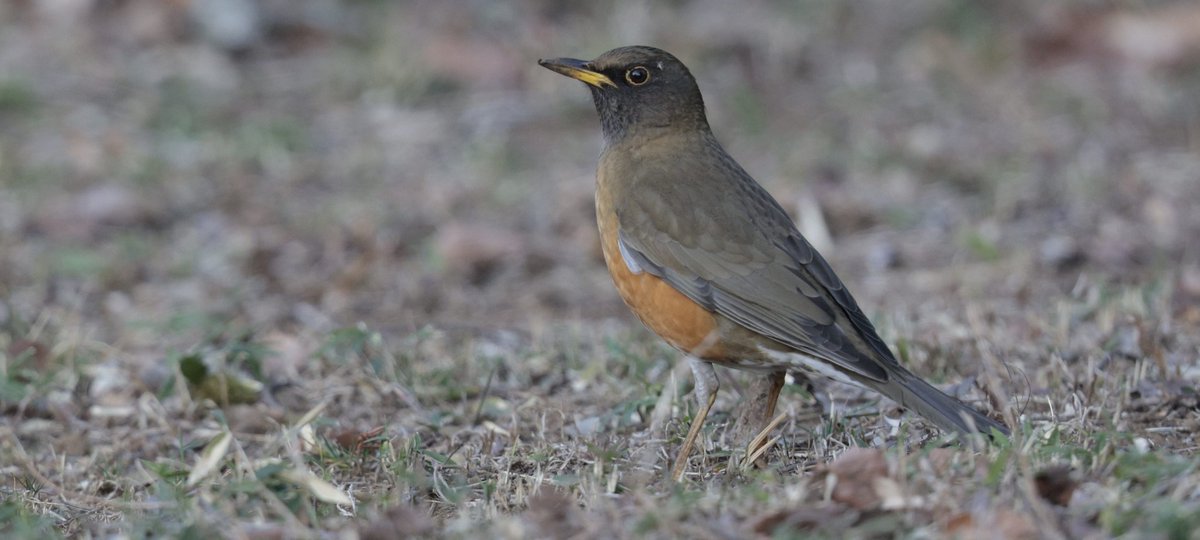 Rich Andrews tweet media