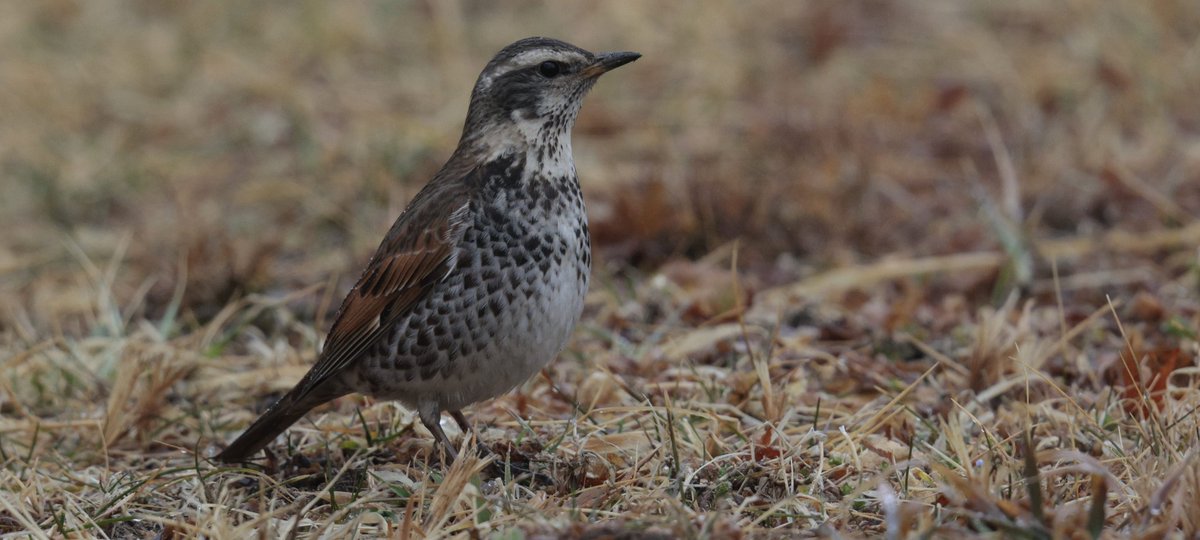 Rich Andrews tweet media