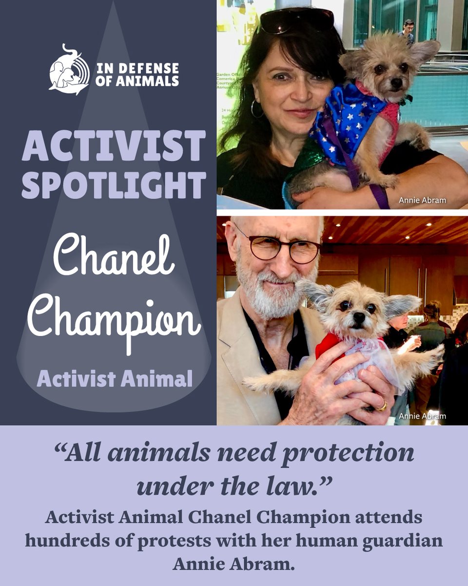 IDAUSA's tweet photo. We shine our #activist spotlight on Chanel Champion, a rescue dog who attends hundreds of animal advocacy events in #LosAngeles with her human guardian Annie Abram &amp; rubs noses with #celeb #JamesCromwell. #ActivistAppreciationMonth
Read more: https://t.co/7lnzhppfrB
Pls RT https://t.co/fBT9veEjzP