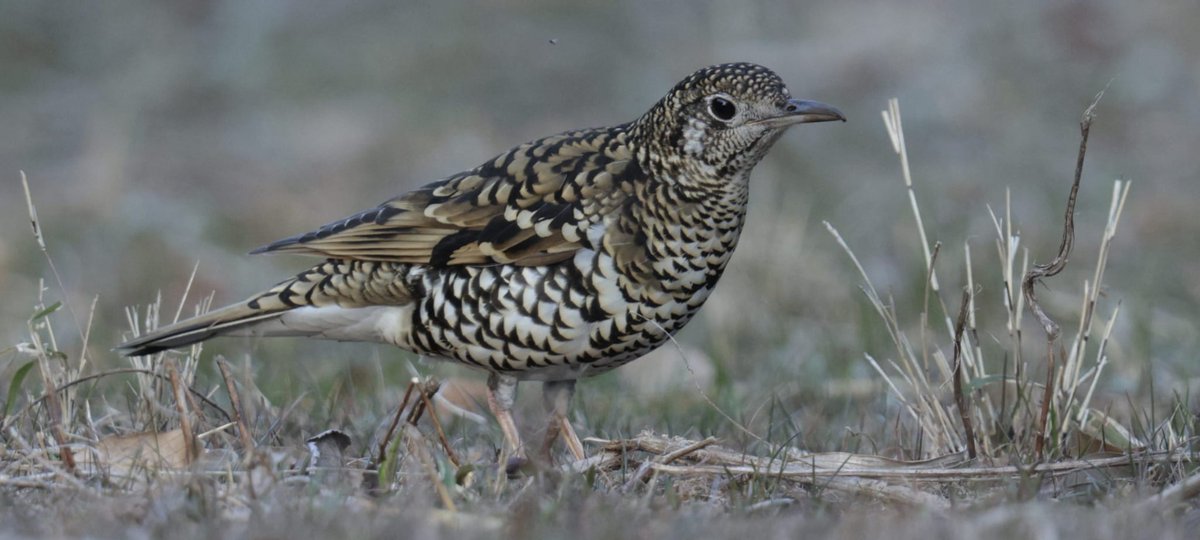 Rich Andrews tweet media