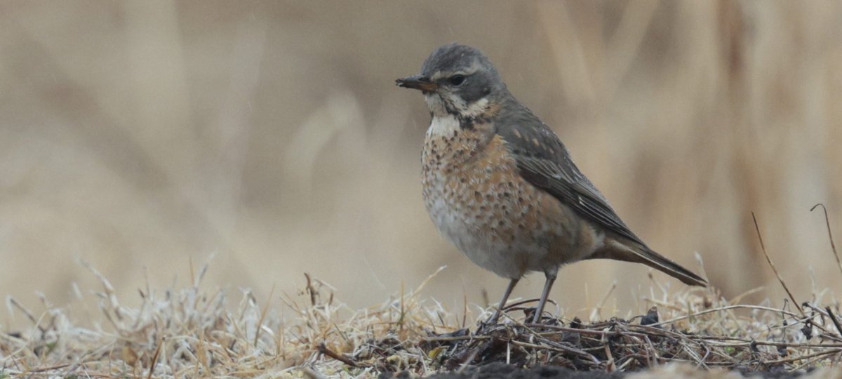 Rich Andrews tweet media