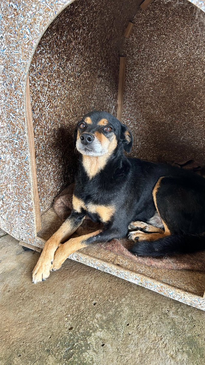 Congonhal/MG

Adote o Soldadinho 🥰

Pensem num doguinho querido? É ele!
Doce e sociável, a parceria perfeita pra quem tem uma rotina tranquila e quer um doguinho pra dividir os momentos de tranquilidade.

Porte médio, castrado e vacinado
Contato via WhatsApp (35)99193-5404