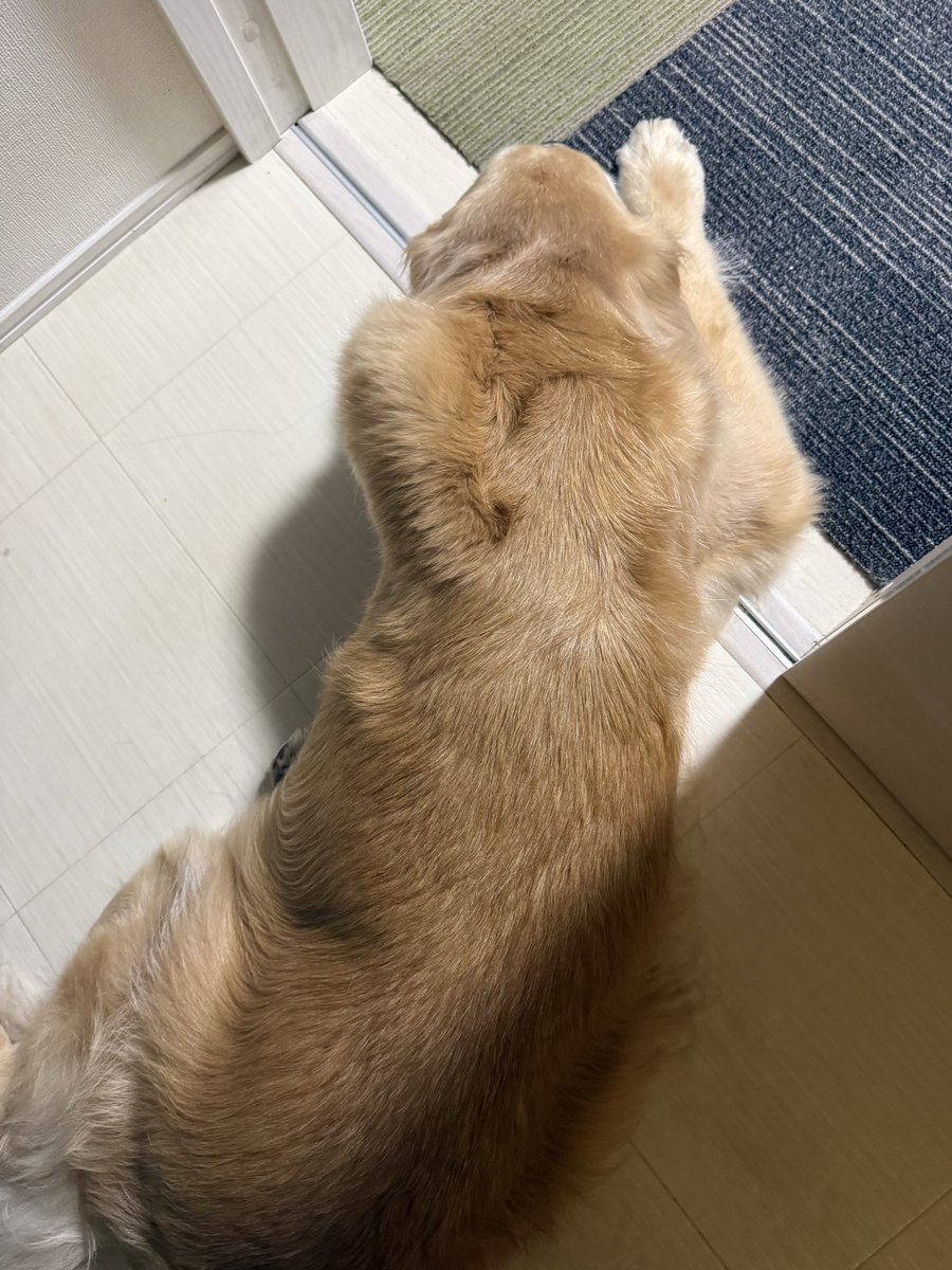 風呂上がり。いつも脱衣所で待っててくれる。
この、犬の肩好きなんだけど

わかる人いる？
この肩見ると抱きつきたくなる🐶