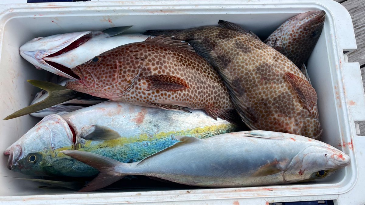 キビナーゴさんはいつも良い思いさせてくれるんだよな
釣り人だけでなく青物とハタ系にも大人気な模様。。