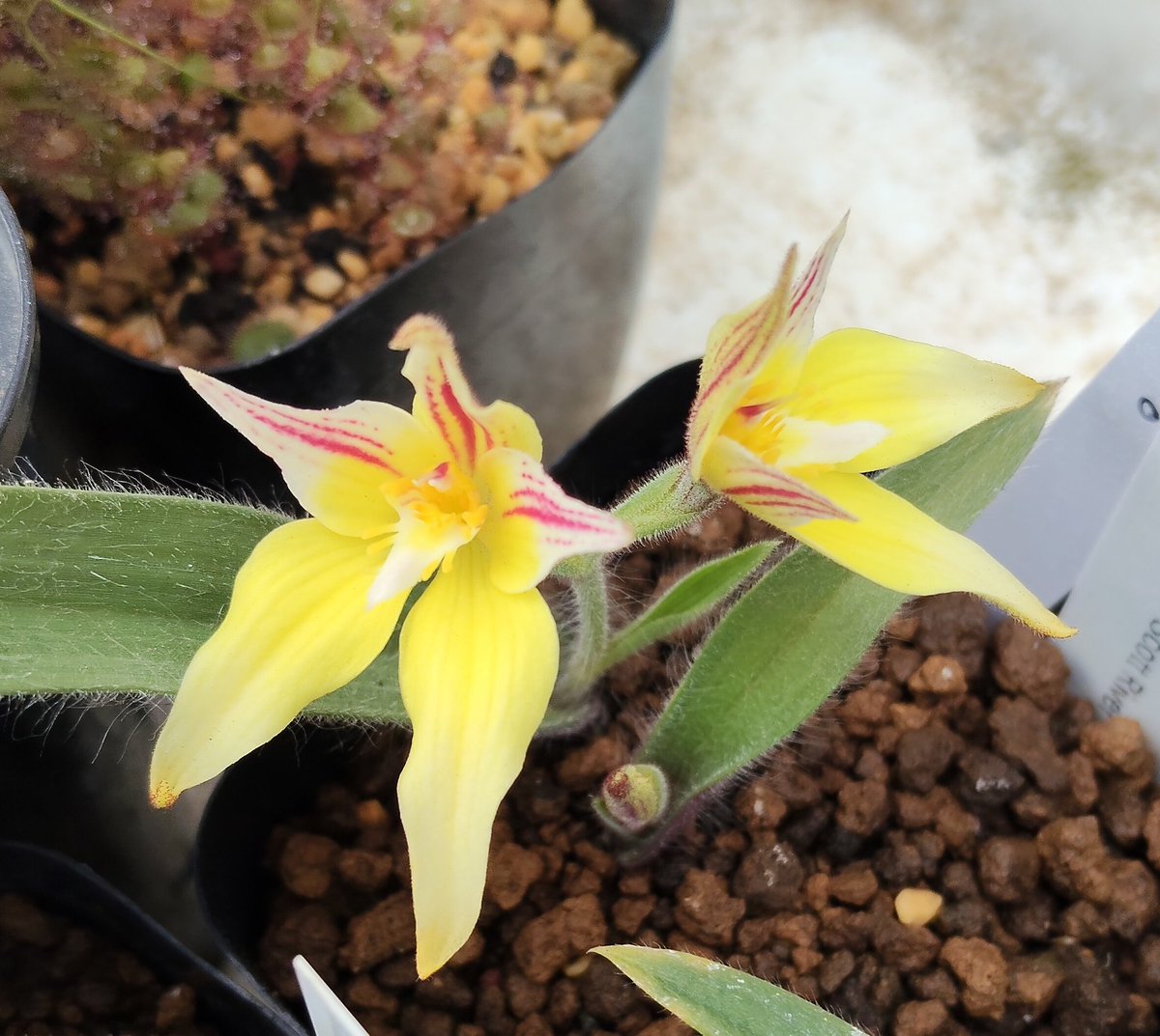 鍵の君 (@kaginokimi0077) / Posts / X