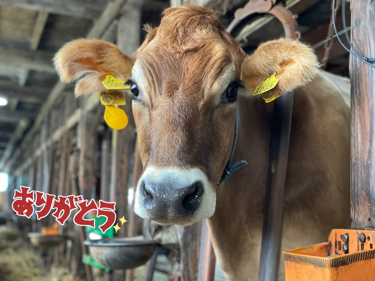 にゃおみー様 にゃおみー🐮🌱 (@oz_703) / Posts / X