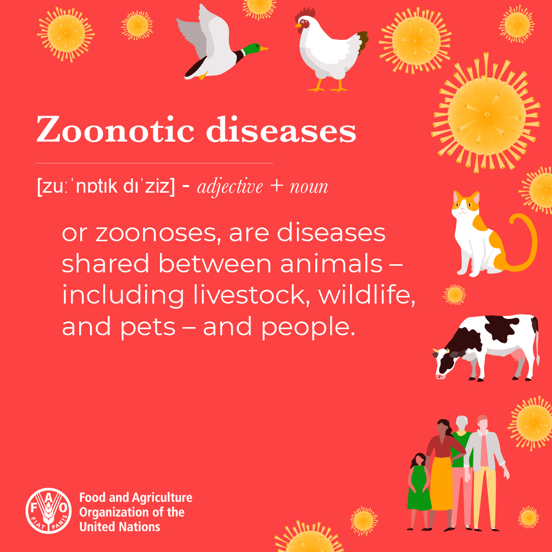 FAO Livestock tweet media