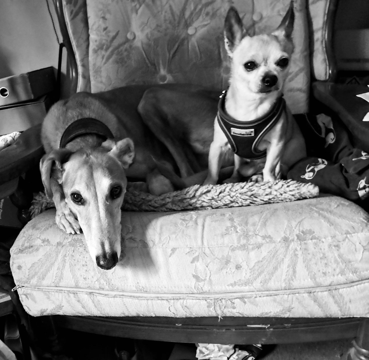 This is why we do what we do.
Every day at Dogs on the Streets, we see just how powerful your support truly is.
Today we received an email from a client whose beautiful dogs are currently in our care. Their owner faced major surgery and an incredibly difficult time. 

Why should