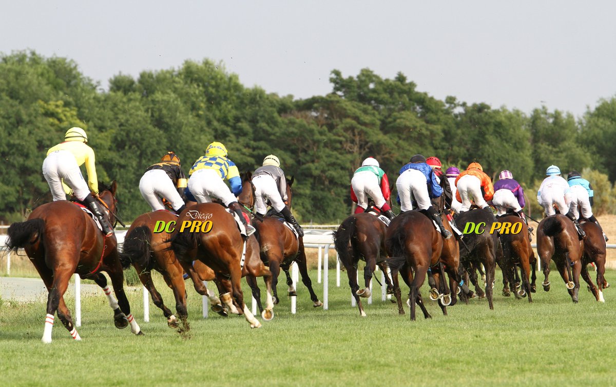 DC PRO 🐎 tweet media